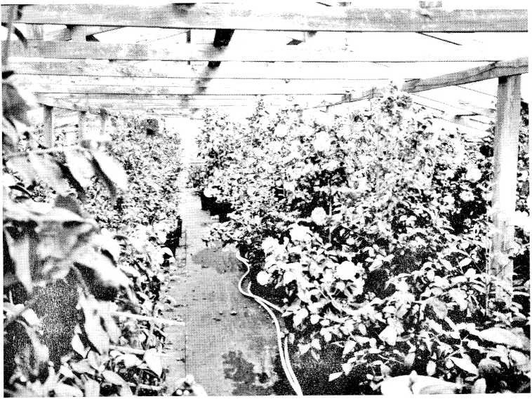Finished camellia plants in bloom ready for sale
